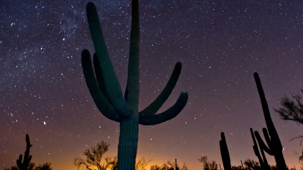 fun things to do in phoenix at night